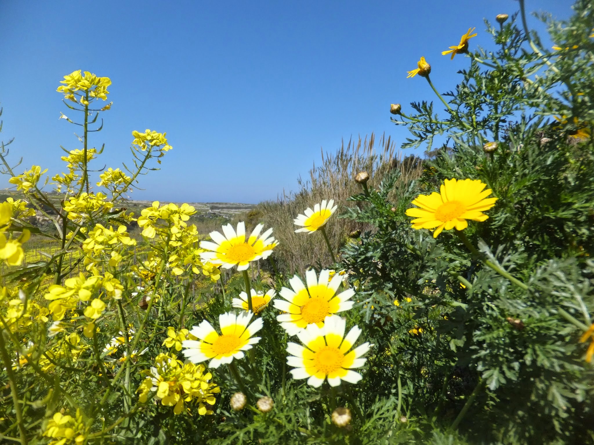 Maltese Flora